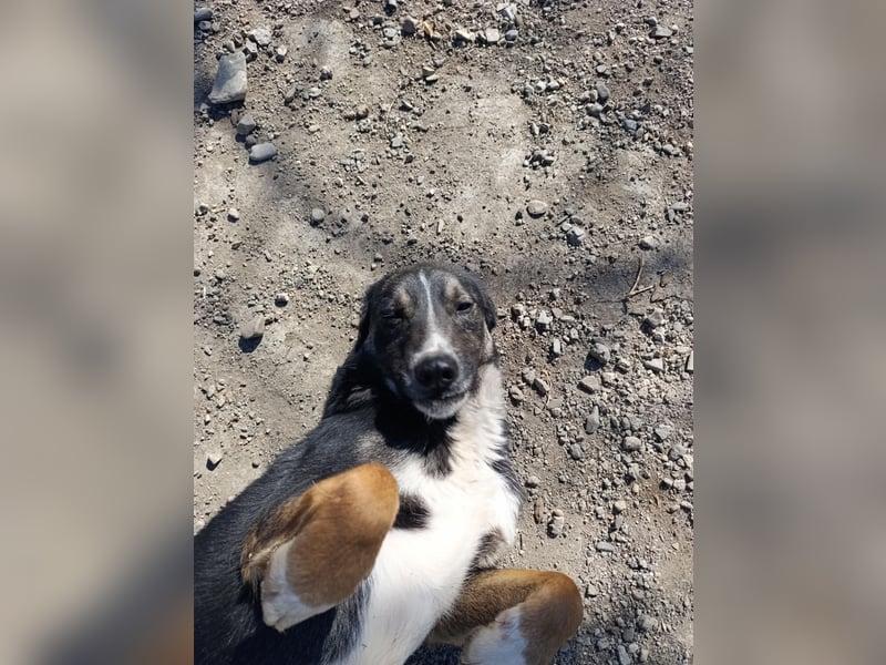 Morris - verspielter Junghund sucht dich