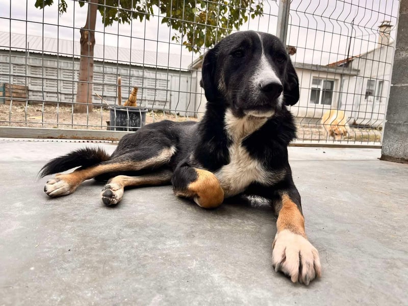 Morris - verspielter Junghund sucht dich
