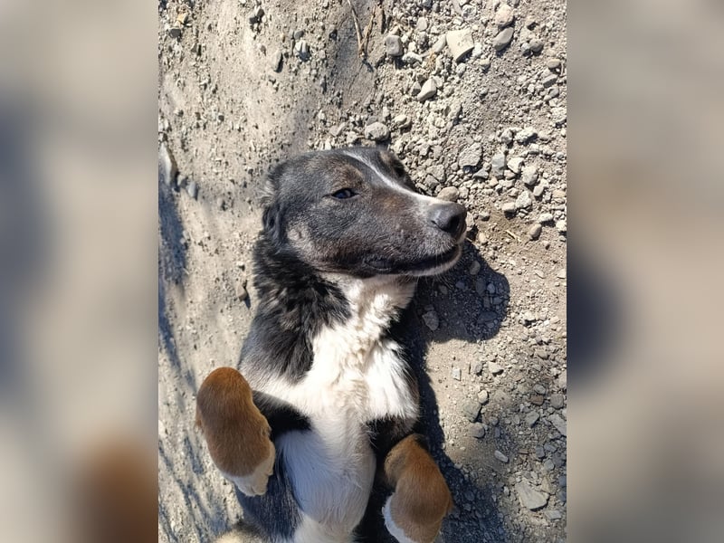 Morris - verspielter Junghund sucht dich