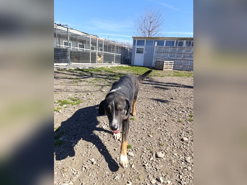 Morris - verspielter Junghund sucht dich