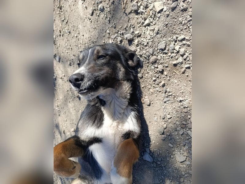 Morris - verspielter Junghund sucht dich
