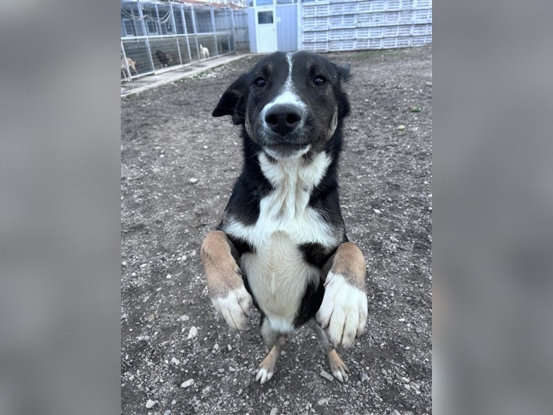 Morris - verspielter Junghund sucht dich