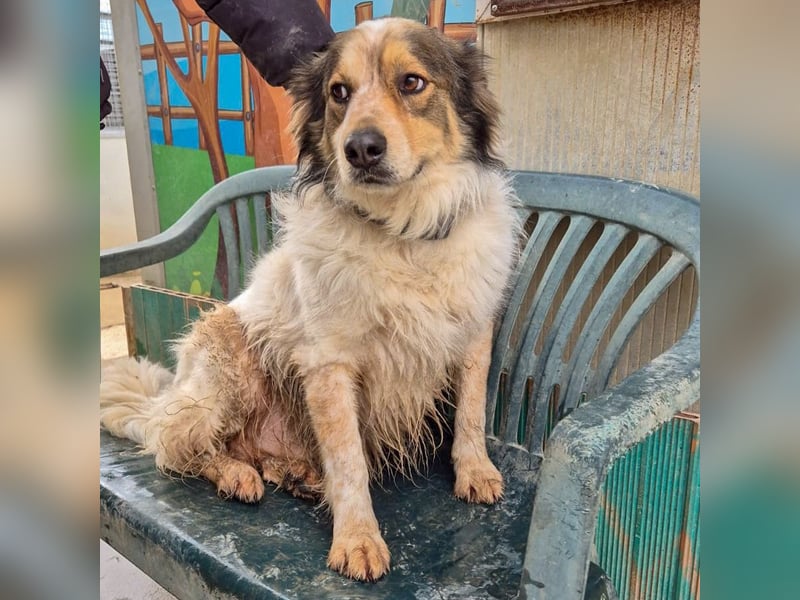 Axel - sanft, fröhlich, liebevoll mit Hund und Mensch - ein Traumtyp