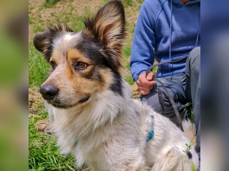 Axel - sanft, fröhlich, liebevoll mit Hund und Mensch - ein Traumtyp
