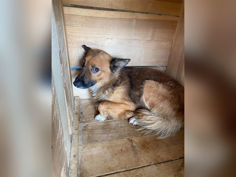 Angsthase Meryln sucht Zuhause