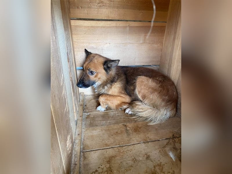 Angsthase Meryln sucht Zuhause