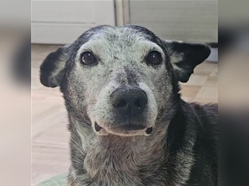 Tobi, Mischling
