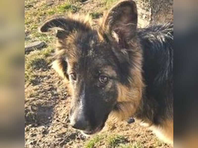 Bruno, Schäferhund Mischling