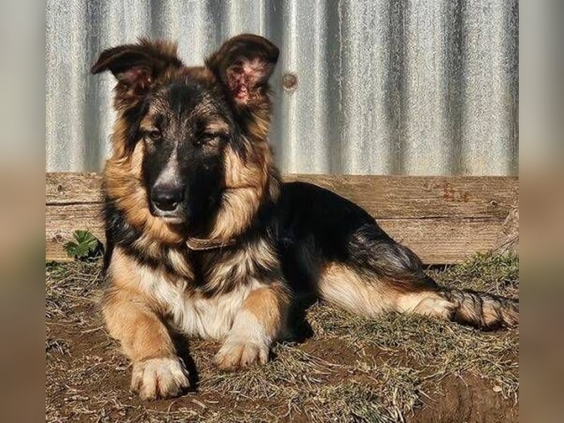Bruno, Schäferhund Mischling