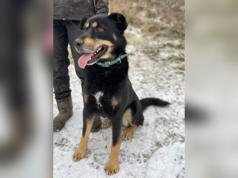 Don, Beauceron Mischling