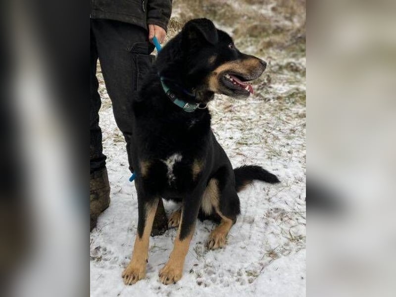 Don, Beauceron Mischling