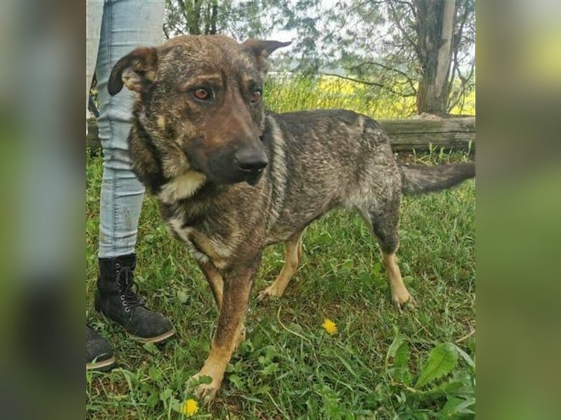 Chris, Holländischer Schäferhund Mischling