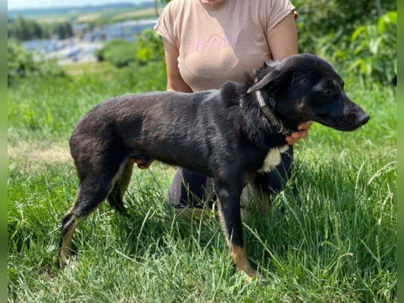 Nero, Mischling