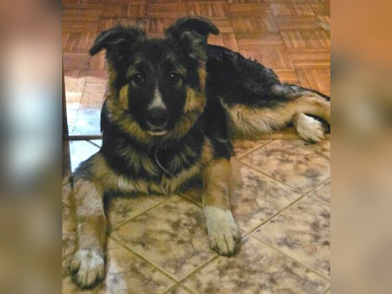 Bruno, Schäferhund Mischling