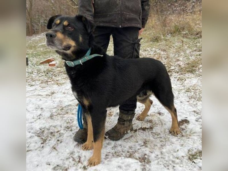 Don, Beauceron Mischling