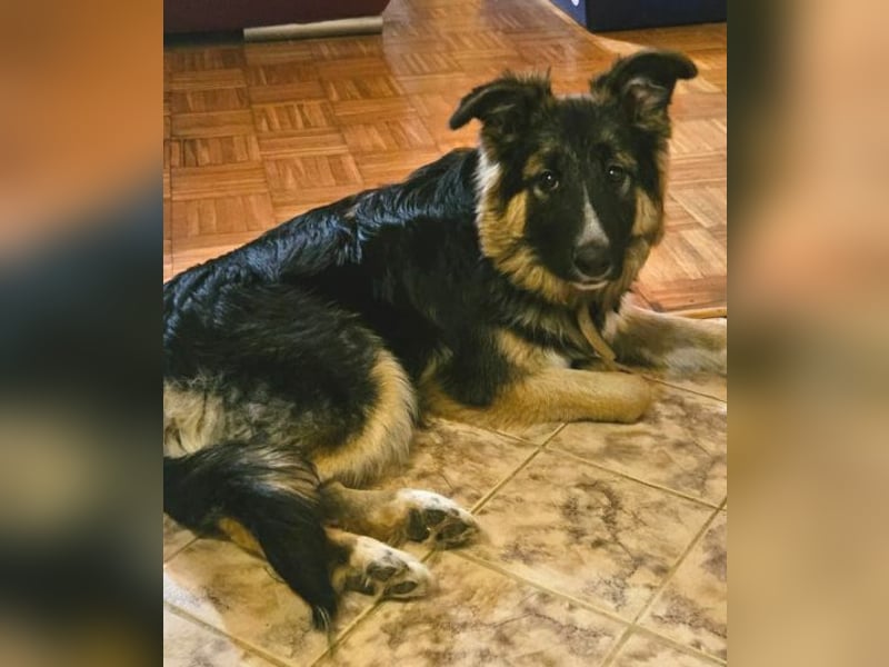 Bruno, Schäferhund Mischling