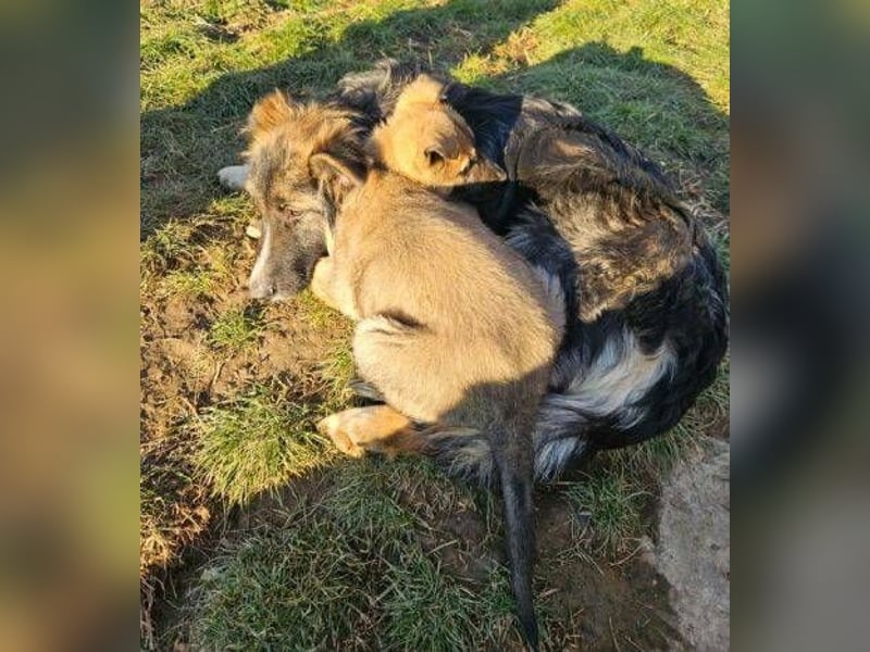 Bruno, Schäferhund Mischling