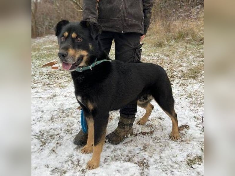 Don, Beauceron Mischling