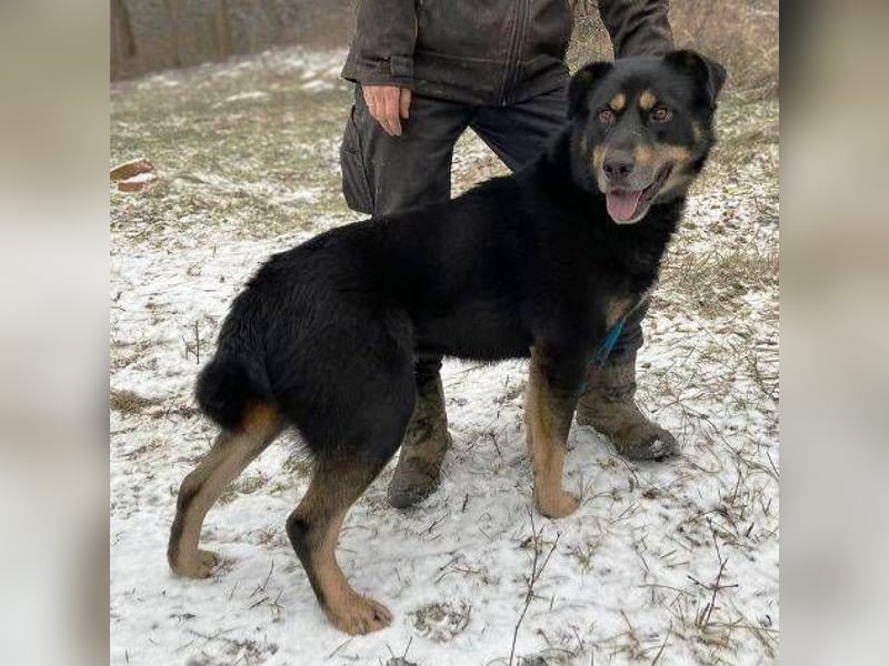 Don, Beauceron Mischling