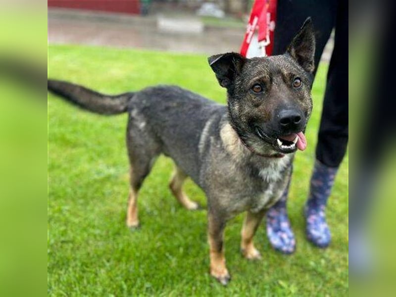 Chris, Holländischer Schäferhund Mischling