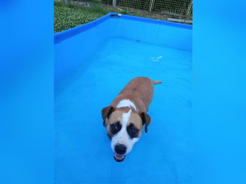 Dave, Engl. Bulldoggen Labrador Mischling
