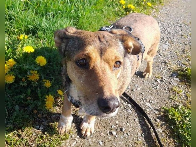 Willi, Mischling