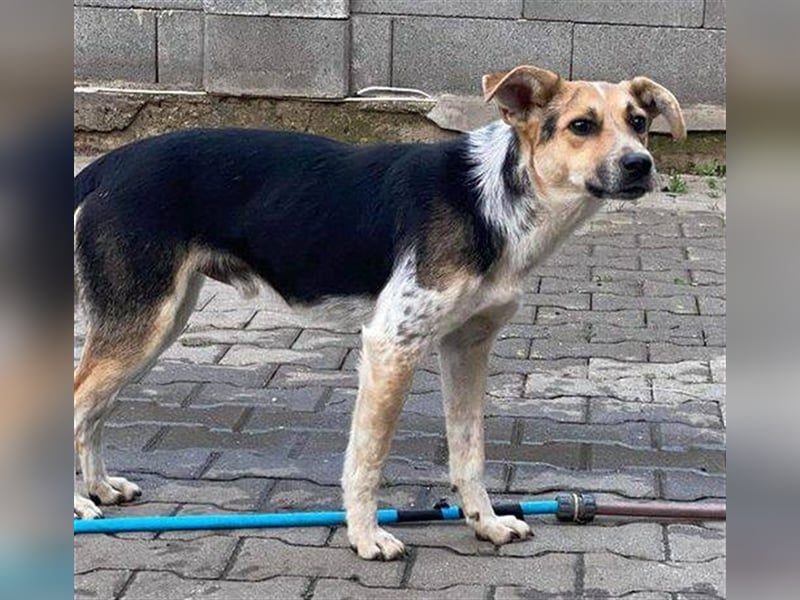 Misha 2, Mischling
