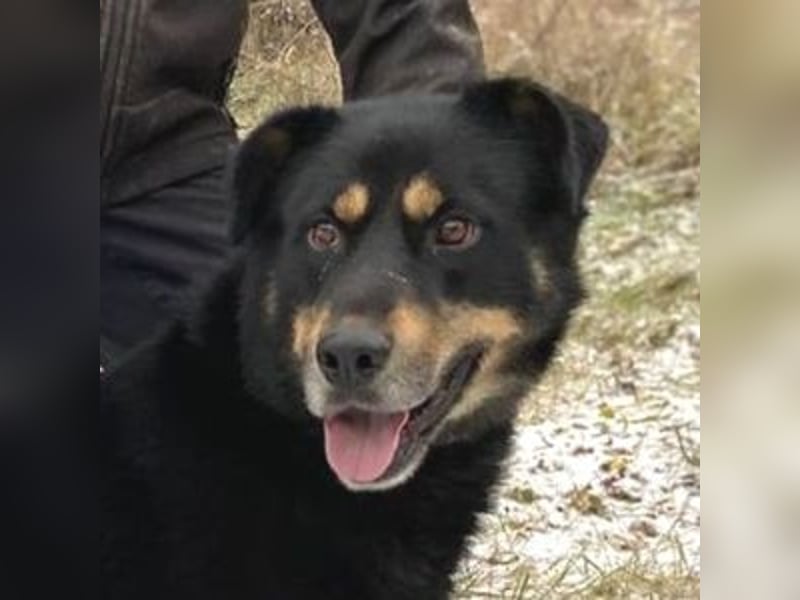 Don, Beauceron Mischling