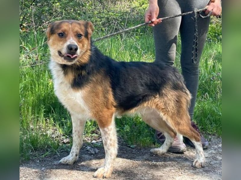 Leo, Mischling
