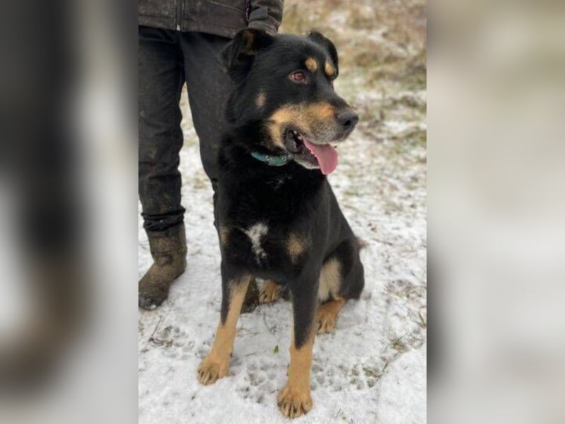 Don, Beauceron Mischling