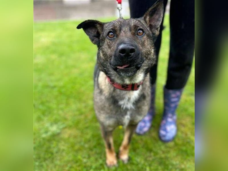 Chris, Holländischer Schäferhund Mischling