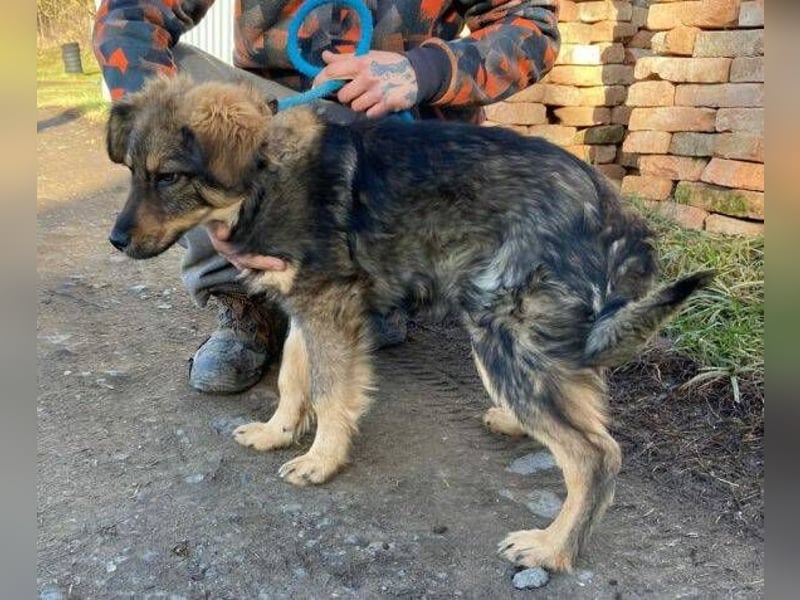 Diego, Mischling