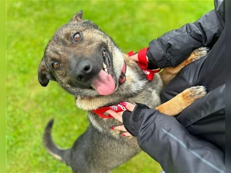 Chris, Holländischer Schäferhund Mischling