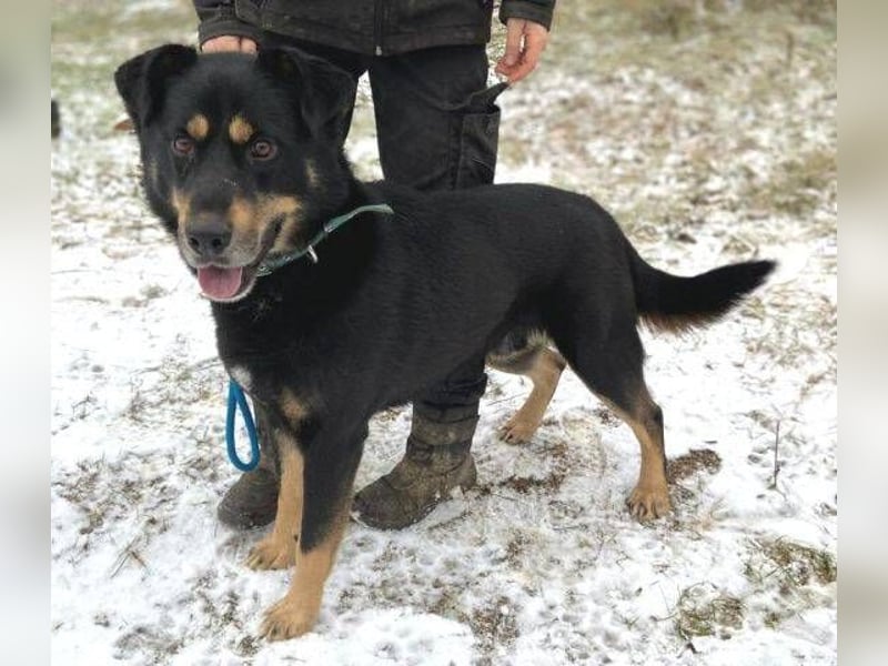 Don, Beauceron Mischling