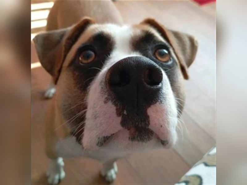 Dave, Engl. Bulldoggen Labrador Mischling