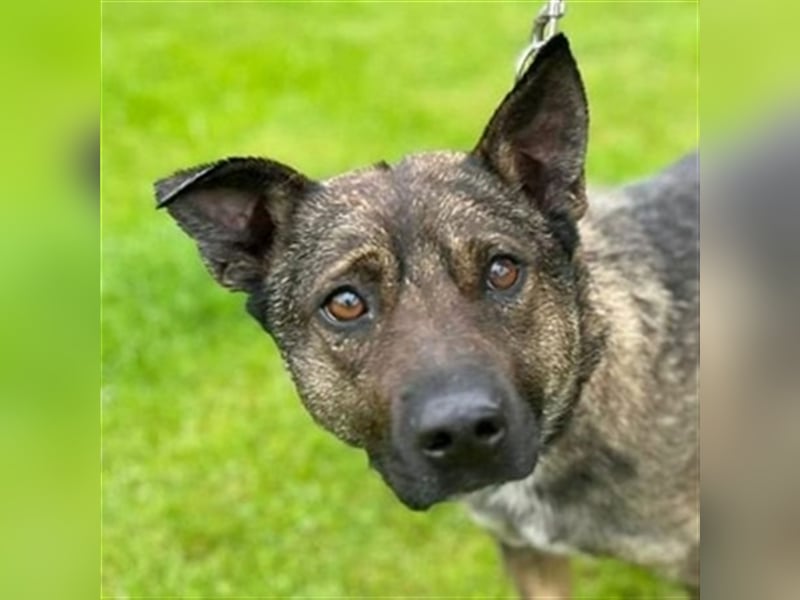 Chris, Holländischer Schäferhund Mischling