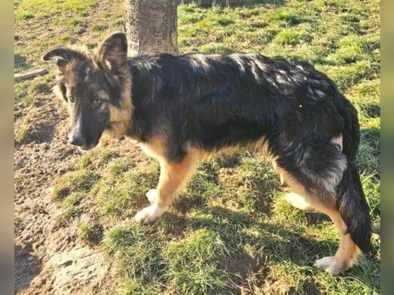 Bruno, Schäferhund Mischling