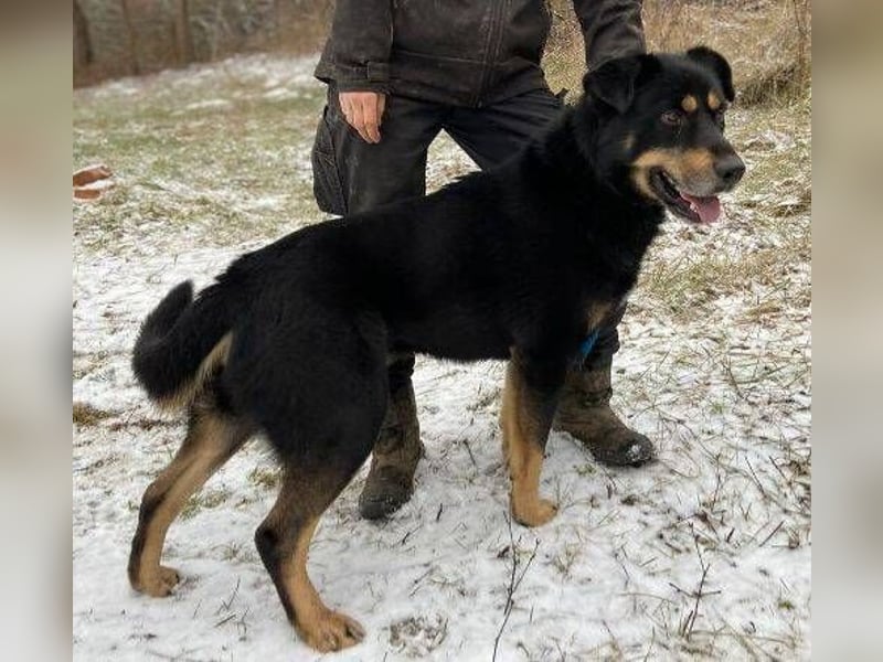 Don, Beauceron Mischling