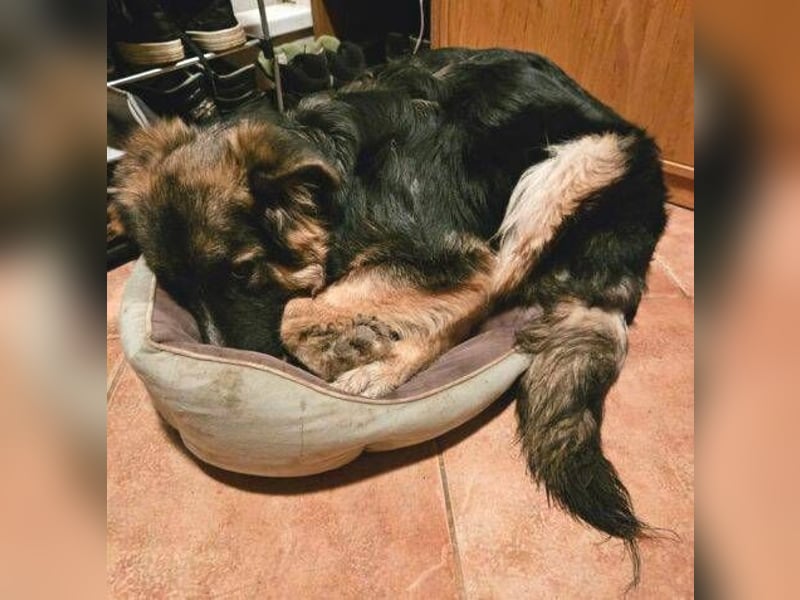 Bruno, Schäferhund Mischling