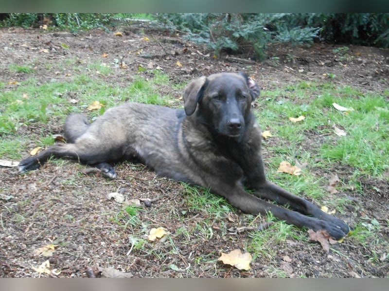 Schutzhund-Mix, 6 Jahre, SH 55cm, 25kg, freundlich, sozialverträglich, verspielt, verschmust