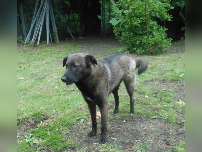 Schutzhund-Mix, 6 Jahre, SH 55cm, 25kg, freundlich, sozialverträglich, verspielt, verschmust