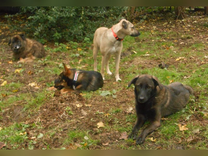Schutzhund-Mix, 6 Jahre, SH 55cm, 25kg, freundlich, sozialverträglich, verspielt, verschmust
