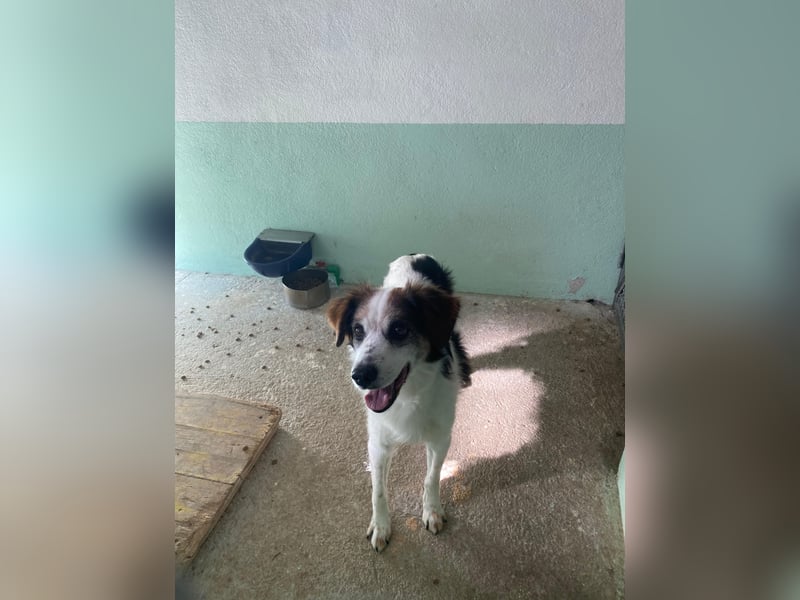 Senior Max sucht sein Körbchen