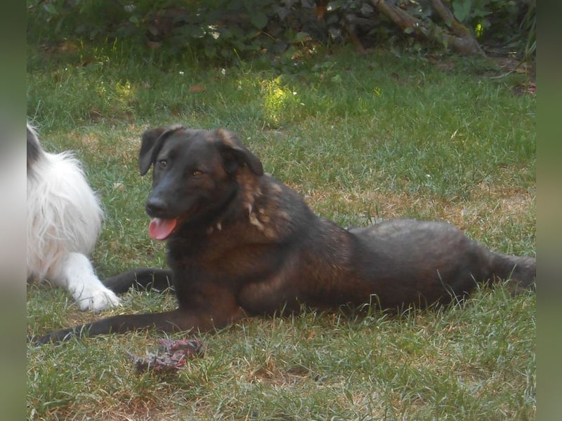 Schutzhund-Mix, 6 Jahre, SH 55cm, 25kg, freundlich, sozialverträglich, verspielt, verschmust