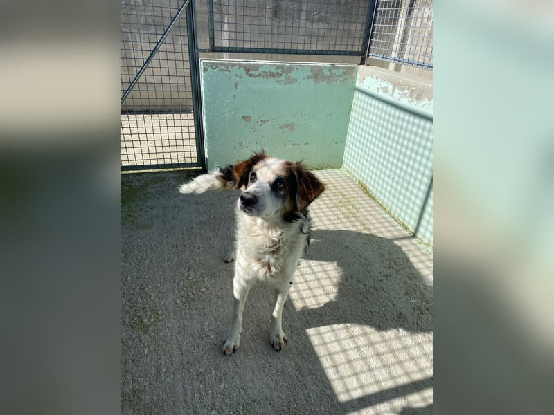 Senior Max sucht sein Körbchen
