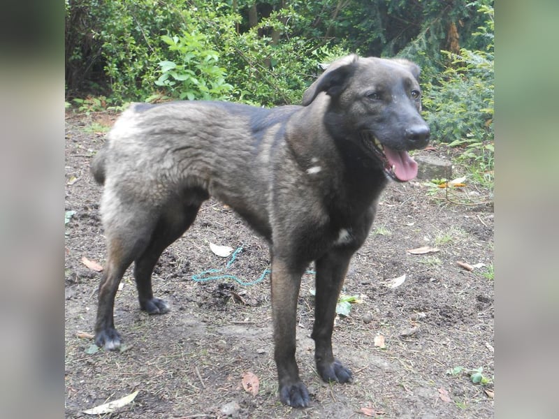 Schutzhund-Mix, 6 Jahre, SH 55cm, 25kg, freundlich, sozialverträglich, verspielt, verschmust