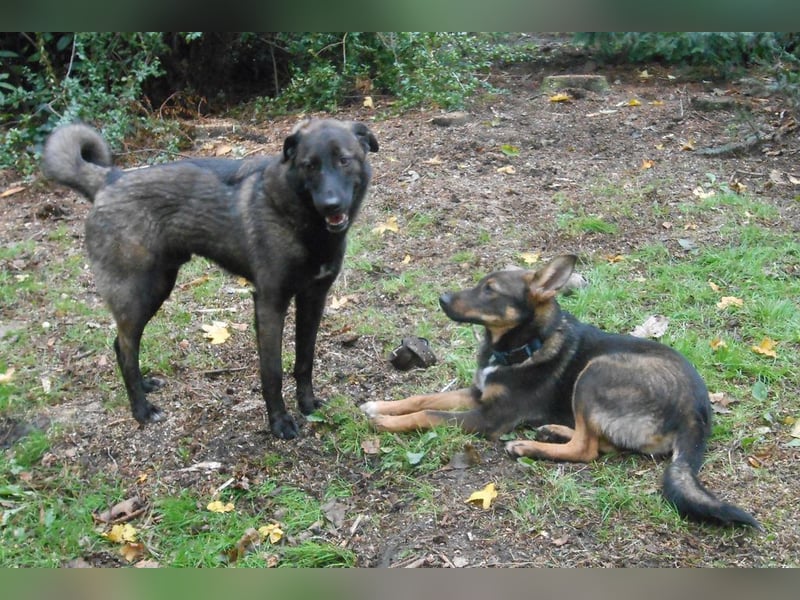 Schutzhund-Mix, 6 Jahre, SH 55cm, 25kg, freundlich, sozialverträglich, verspielt, verschmust