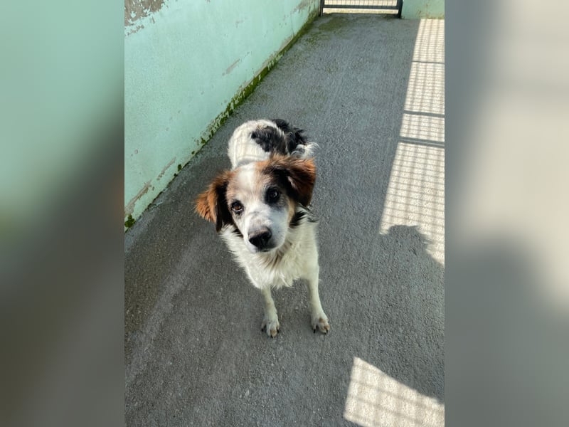 Senior Max sucht sein Körbchen
