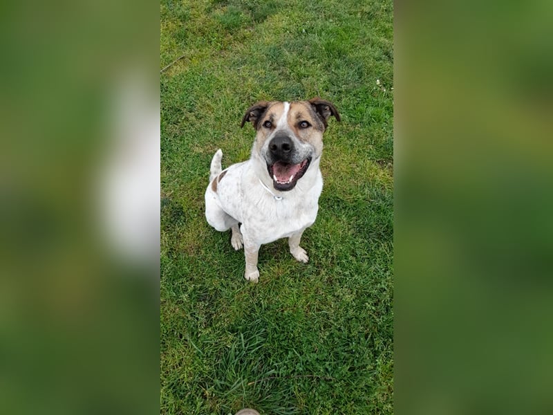 Billy sucht sein Zuhause