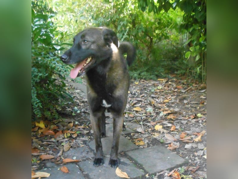 Schutzhund-Mix, 6 Jahre, SH 55cm, 25kg, freundlich, sozialverträglich, verspielt, verschmust